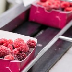 food industry pest control