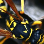 pest control
